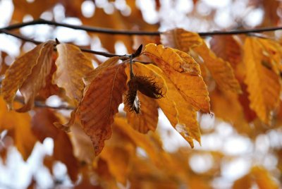 Fagus orientalis - buk východní - bukvice